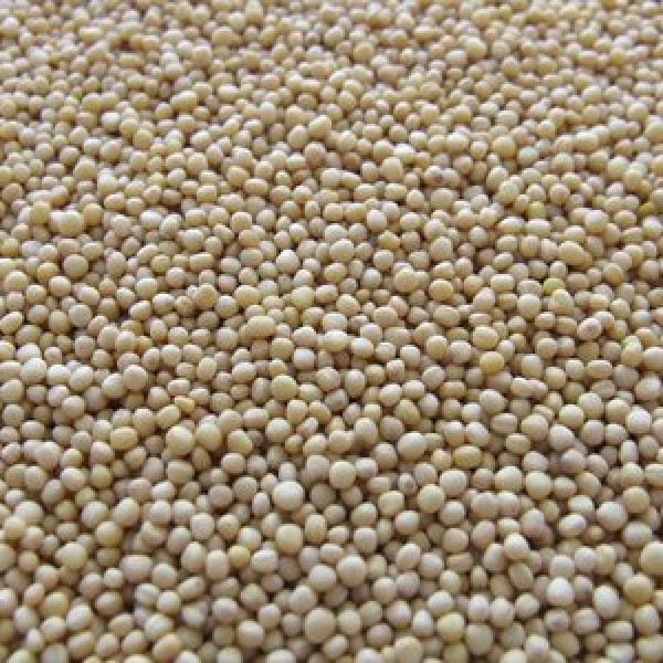 Spice White Pepper
